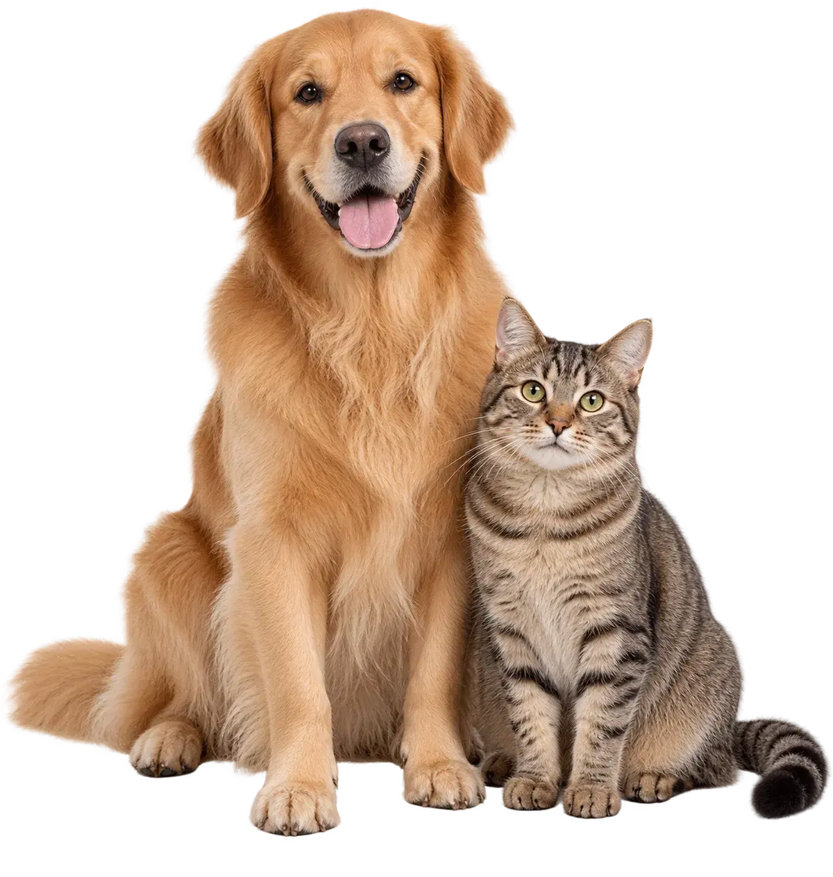 A golden retriever and tabby cat sitting together
